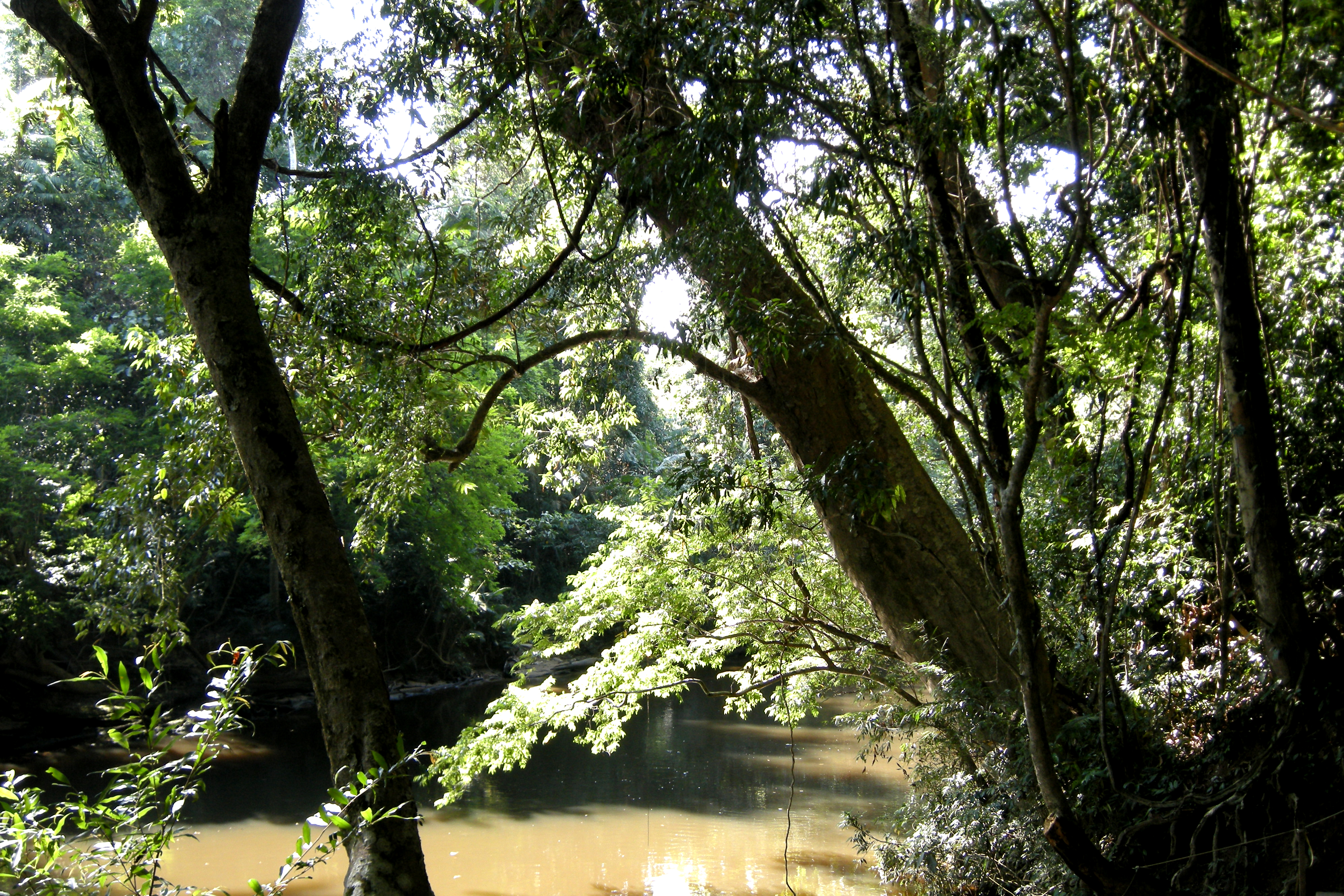 Hutan hujan dan Sungai Tahan di Taman Negara